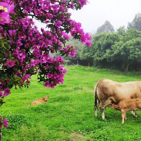 Casona Rural En La Costa Asturiana Feriehus Queruas